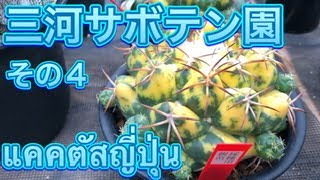 三河サボテンのシリーズ第４話、サボテンの錦(Nishiki)、昔、きれいだっただろう老木に注目ชมแคคตัสญี่ปุ่น#cactus#サボテン#多肉植物