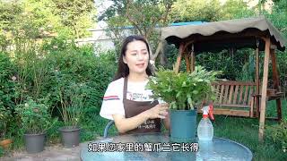 蟹爪兰夏季怎么养，做好这几点，不烂根不烂叶，花期开花不断