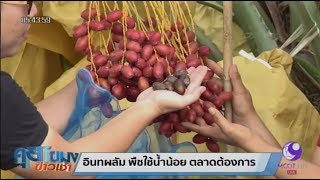 เกษตรสร้างชาติ : อินทผลัม พืชใช้น้ำน้อย ตลาดต้องการ