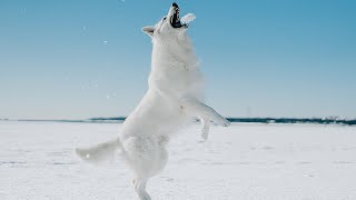 White Shepherd's excitement at the first snowfall in several years is too fantastic...!