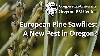 European Pine Sawflies: A News Pest in Oregon?