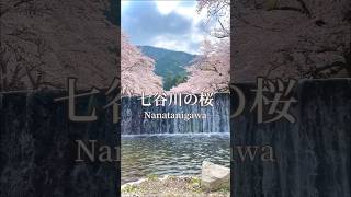 【七谷川の桜】 #和らぎの道 #京都 #花見 #sakura #kyoto #vlog #旅行vlog #shorts