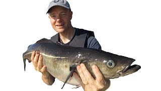 20lbs monster pollock - a great fighter