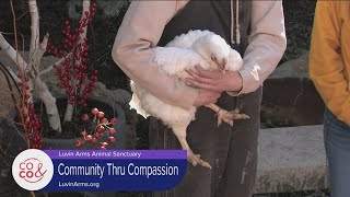 Luvin' Arms Animal Sanctuary - Meet Aspen the Chicken!