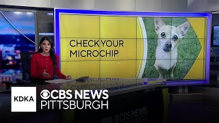 After microchip company ceases operations, pet owners urged to re-register