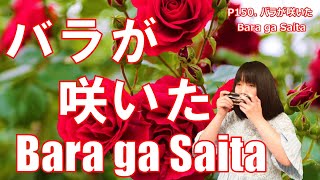 P150. 『バラが咲いた』 Bara ga Saita   複音ハーモニカ  by 柳川優子 Yuko Yanagawa Tremolo Harmonica 1000