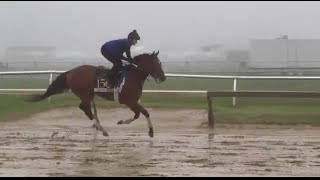 The Preakness Preview and The Preakness Thorograph Numbers and Patterns