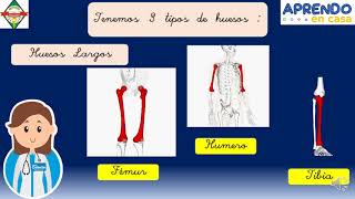 Primer Grado: Tipos de Huesos