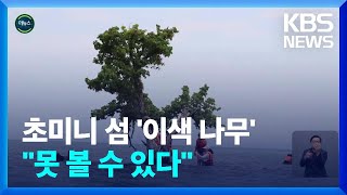 [글로벌K] ‘바다 위 나무 한 그루’…인파 몰려 골머리 / KBS  2022.06.17.