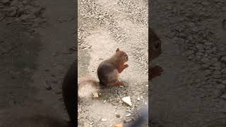 台夏🩷①ニホンリス・日本栗鼠・沖縄こどもの国・・・Japanese_squirrel・Okinawa Zoo \u0026 Museum(20240530)