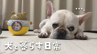 【日常】犬と暮らす家族３人のリアルな日常【フレブル フレンチブルドッグ】