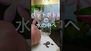 蓮の種の発芽。#ははのハハハ