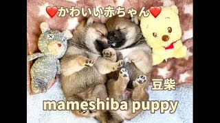 【豆柴・柴犬】手のひらサイズのかわいい豆柴子犬赤ちゃん達❤︎mameshiba inu puppy!!