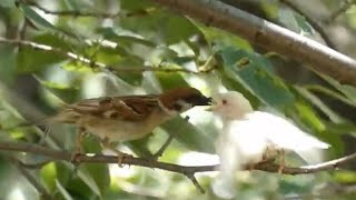 白いスズメにエサを与える親スズメ/Parent sparrow feeding white sparrow