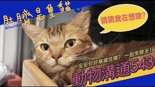 ◖肚臍是隻貓◗ 動物溝通543 一起來聊天（上集）♫