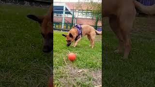 Regalo de navidad para mí mascota - pelota mágica interactiva - review