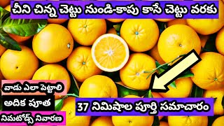 చీని తోట పూర్తి సాగు విదానం 🍊#వాడు పెట్టే విదానం,అదిక పూత రావాలంటే ఏమి చేయాలి?,నిమటోడ్స్ నియంత్రణ