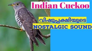 വിഷുപ്പക്ഷിയുടെ വിശേഷങ്ങൾ||Indian Cuckoo||Vishuppakshi nostalgic songs| അച്ഛൻ കൊമ്പത്ത്