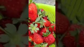 Amazing Strawberry Farming in Odisha #shorts #shortvideo #strawberry