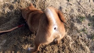 ここ掘れワンワン digging a hole to find a small stamp 柴犬ゆき Shiba inu, Yuki