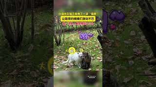 社会百态 | 白猫向花猫示爱撒了一波“猫粮”，让路旁的姨姨们激动不已，猫：这帮人真是嘴碎又八卦