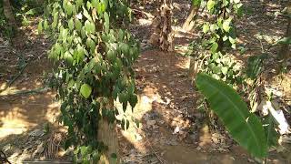 Harvesting black pepper kurupath farms pazhambalacode