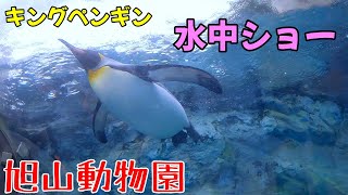 [旭山動物園]ペンギンの泳ぐ姿が美しい！下から見ると空を飛んでる太った可愛い鳥です。