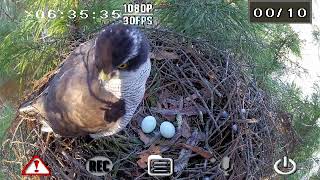 オオタカ繁殖巣 2016年4月13日 長野市 / Goshawk Breeding Nest Cam in Nagano city, Nagano, Japan