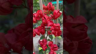 200+ Thai verity / all India home delivery ✈️ WhatsApp- 9804433746 #gardening #bougainvillea