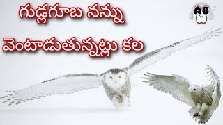 గుడ్లగూబలు వెంటాడుతున్నట్లు కల | Owl Chasing Dream | Audio Book World #ABW #OwlDream #AudioBookWorld