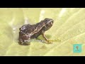 🫣 meet the world s smallest frog 🐸