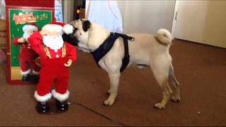 Merry Pugmas!