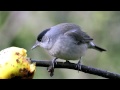 blackcap ~ eurasian blackcap ~ bird call ~ bird song