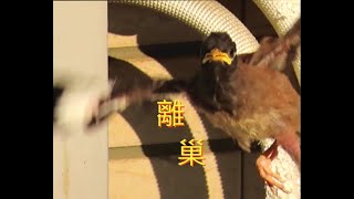 家八哥幼鳥首次離巢!!Baby Common Myna leaving the nest!