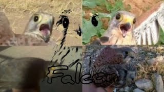 شاهین های کوچک (دلیجه،بودوار) وباز که ازادشدند | Falcons and open birds that were released | الباشق