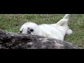 Adorable baby grey seal pup bobs up and down changing between teats