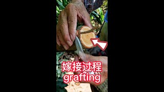 The whole process of lychee fruit tree grafting,  how to grafting   荔枝果樹挑皮嫁接的全過程，教你如何嫁接新品種，一起來學嫁接技術吧