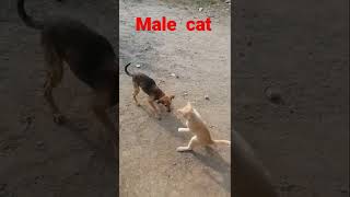 male cat have very power