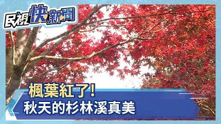 楓葉紅了! 秋天的杉林溪「夢幻美」－民視新聞