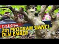 Cara Efisien Program Bonsai Sianci Hanya di Dalam Ember