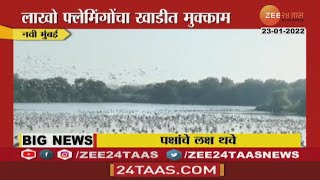 Mumbai Flamingo | नवी मुंबईत नवे पाहुणे, खाडी परिसरात गुलाबी फ्लेमिंगोंचे थवे; पक्षीप्रेमींना पर्वणी