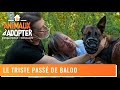 Le triste passé de Baloo à la SPA