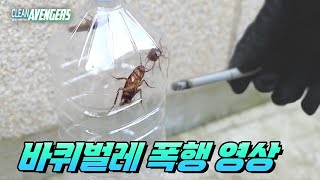 (ENG) When a cockroach meets a cigarette｜cleanavengers