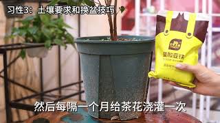 茶花怎么养？园艺师教你，家庭养茶花的详细技巧