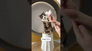 Do magic tricks for cats