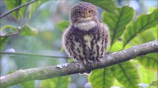 鵂鶹超萌的表情及叫聲 Collared Owlet - Really lovely  28/09/2017