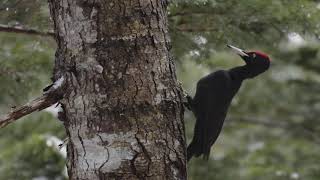 Relax in the Wild with Woodpeckers キツツキの音色 | ASMR BGM | Picchio Wildlife Research Center