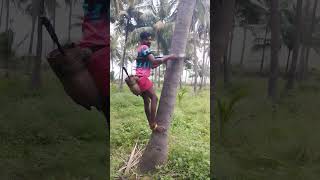 நம் தோட்டத்தில் தேங்காய்  வெட்டும் நிகழ்வு/#venifarm #coconut #trendingvedio #viralvideo #village