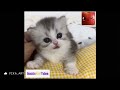 Cute Kitten eating and inflating - InsideOutTales