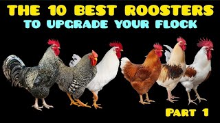 The 10 Best Roosters to Cross with Backyard Hens and Boost Egg Production.